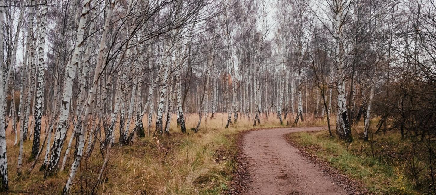 Amager Naturpark - Pinseskoven