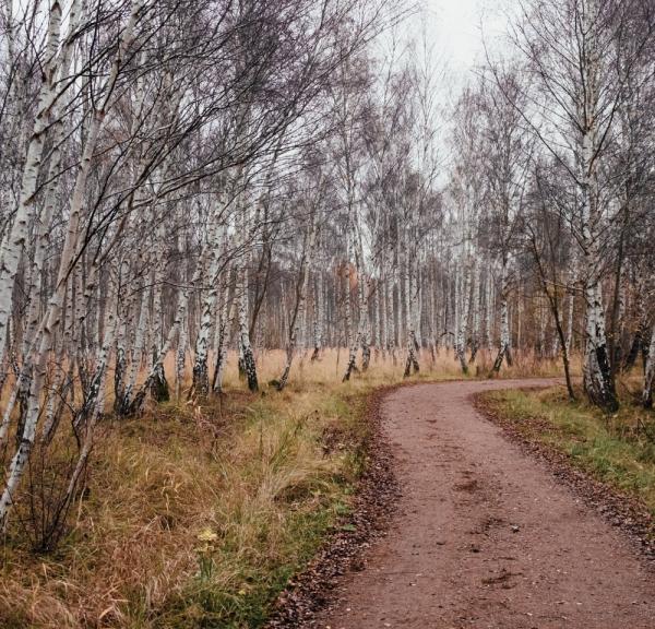 Amager Naturpark - Pinseskoven